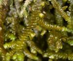 : - Porella navicularis
