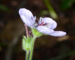 :-Geranium richardsonii
