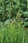 Acker-Fuchsschwanz - Alopecurus myosuroides