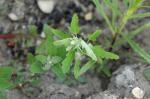 Feigenblättriger Gänsefuß - Chenopodium ficifolium