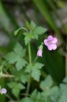 Verschiedenfarbiger Storchschnabel - Geranium versicolor
