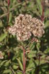 Purpur-Wasserdost - Eutrochium purpureum
