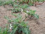 Gewöhnlicher Saracho-Nachtschatten - Solanum triflorum