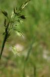 Wiesen-Goldhafer - Trisetum flavescens