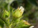 : - Drymocallis glandulosa