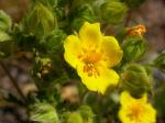 : - Potentilla gracilis