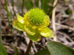: - Ranunculus glaberrimus