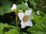 Keilblättrige Brombeere-Rubus cuneifolius