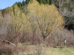 Bruch-Weide - Salix fragilis
