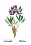 Westalpen-Klee - Trifolium alpinum