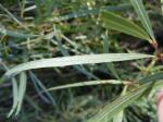 : - Salix melanopsis