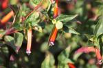 Feuerrotes Köcherblümchen - Cuphea ignea