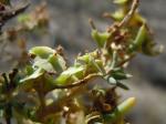: - Sarcobatus vermiculatus
