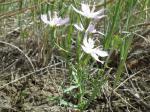 : - Stephanomeria runcinata