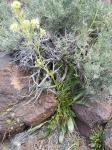 : - Lepidium tiehmii
