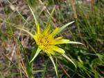 Großer Bocksbart - Tragopogon dubius