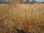 Zweifelhafter Grannenhafer - Ventenata dubia