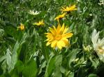 : - Wyethia amplexicaulis