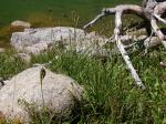 : - Carex paysonis