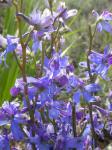 : - Delphinium andersonii