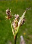 Feld-Hainsimse - Luzula campestris