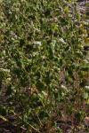 Echter Buchweizen - Fagopyrum esculentum