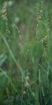 : - Melica spectabilis