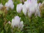 : - Astragalus agrestis