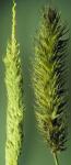 Rotgelbes Fuchsschwanzgras - Alopecurus aequalis