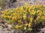: - Ericameria nana