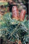 Kolorado-Tanne - Abies concolor