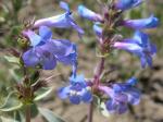:-Penstemon nitidus