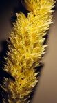 Kleines Glanzgras - Phalaris minor