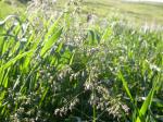 Wiesen-Rispengras-Poa pratensis