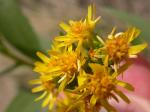 Riesen-Goldrute - Solidago gigantea