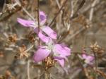 : - Stephanomeria exigua