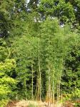 : - Chusquea gigantea