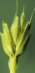 Weichweizen - Triticum aestivum