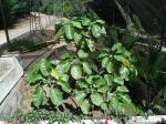 : - Dendroseris litoralis