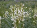 : - Astragalus drummondii