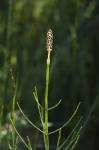 Sumpf-Schachtelhalm - Equisetum palustre
