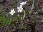 : - Claytonia lanceolata