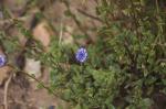 Mallorca-Kugelblume - Globularia cambessedesii