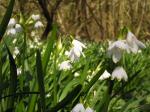 Sommer-Knotenblume - Leucojum aestivum