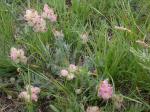 :-Oxytropis lagopus