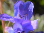 :-Penstemon procerus