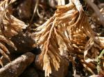 Hartgras - Sclerochloa dura