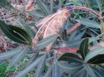 Oleander - Nerium oleander
