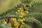 : - Acacia cremiflora
