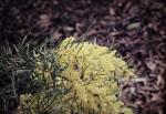 : - Acacia fimbriata